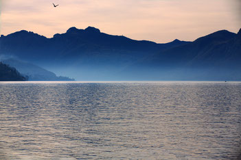 Foto del Lago di Como con uccello