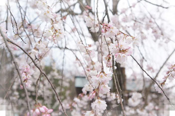 桜