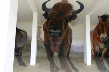 Wisent Graffiti,Foto: ©KBenedickt