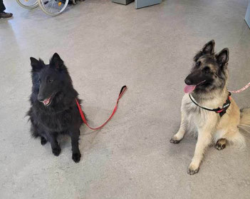 Douces et équilibrées deux chiennes sont brevetées Chien Visiteur de la *CNEAC, et visitent les personnes âgées