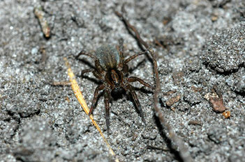 Wolfspinne, Juli 2008, Oeningen (D. Westphal)