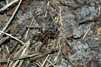 Wolfspinne mit Jungtieren,Juni 2008, Oeningen (D. Westphal)