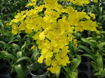 Onc.Mayfair'Yellow Angel'