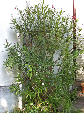 OLEANDER HAUS, Nerium oleander, overwintering oleanders outdoors