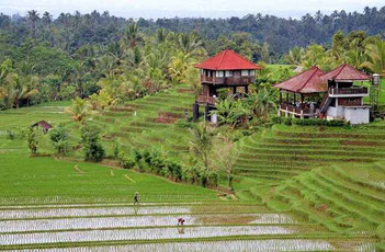 Bali forum