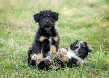 Schattige puppy's maken consequent zijn soms moeilijk!