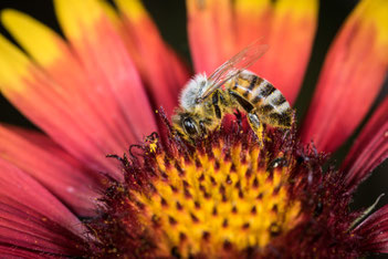 Blumberger Mühle, Foto: NABU/ Sebastian Hennigs
