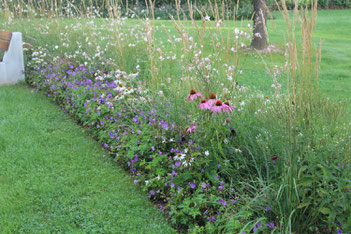 Garten mit Staudenhecken, Gräser, Sonnenhut, Storchenschnabel, Amriswil