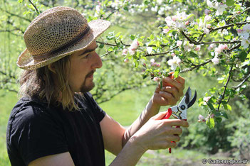 Garten Regisseur, in München, Gartenbau und Landschaftsbau, Obstbaumschnitt, Gartenpflege, Obstschnitt, Apfelbaum