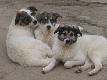 Toffi, Tokki und Terri