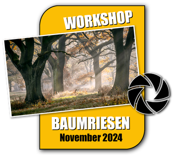 Fotoworkshop Landschaftsfotografie, Fotokurs Baumriesen im Auenwald 2020