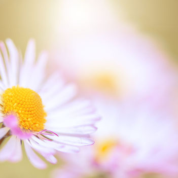 Gänseblümchen