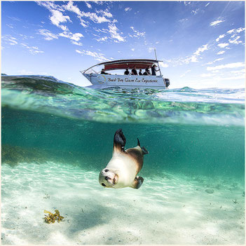 Baird Bay Ocean Eco Experience