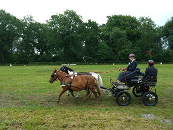 Zwei Ponys ziehen eine Kutsche mit zwei Fahrern auf einem grünen Feld, umgeben von Bäumen.