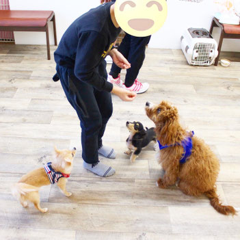 姫路の子犬教室で社会化をはかる子犬たち