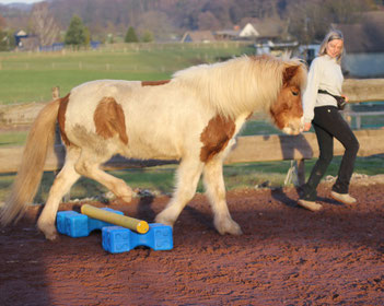 Sigrid und Helgi traben zusammen über ein kleines Hindernis auf dem Reitplatz. Helgi trägt kein Halfter sondern folgt frei