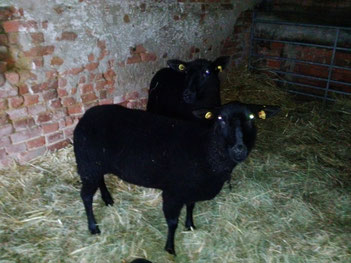 Foline und Susi sind zwei Ostfriesische Milchschafe, direkt aus Ostfriesland. Nun sind sie bei uns auf dem Ökohof Fläming zuhause und haben sich schon gut eingelebt. Beide haben ganz schwarze Wolle. Wir freuen uns schon auf die Lämmer und die Milch.