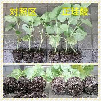 育苗後の比較
