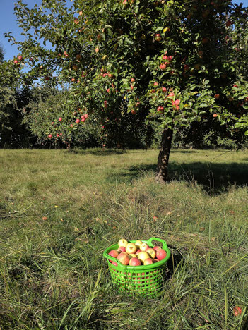 Obstwiese Bad Emstal c HBSchmidt