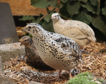 Japanische Legewachteln Familie - Wachteln - Hühnervögel - Wildform – Zuchtformen - Ziervögel - Wachtelhaltung – Vögel – Haustier - Gartenwissen - Foto Heiko Fröhlich / Wachtelwelten