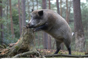 Die ASP wurde in Belgien bei zwei Wildschweinen festgestellt (Quelle: Schäfer/DJV)