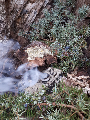 Wacholder Harz Wacholderharz Sammeln Juniperus communis juniper resin incense Räuchern Räucherwerk Räucherung Ritual Naturritual