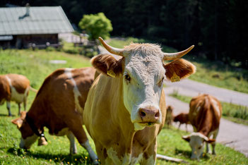 Kühe auf der Weide