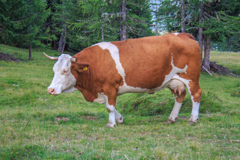 Fleckviel auf einer Wiese