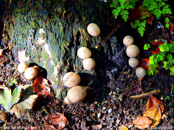 Pilze am Baumstamm im Herbst
