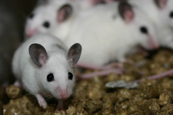 Vielzitzenmaus Platinum