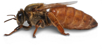 Bienenkönigin Buckfast Königin