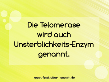Die Telomerase wird auch Unsterblichkeits-Enzym genannt.