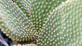 Cactus, Prince Albert, South Africa