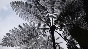 Ferns, Ubud, Indonesia