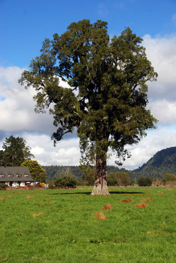 Perhaps majestic matai tree (Prumnopitys taxifoliatree), an outlier of the forests that once covered Whataroa Flats, Westland.