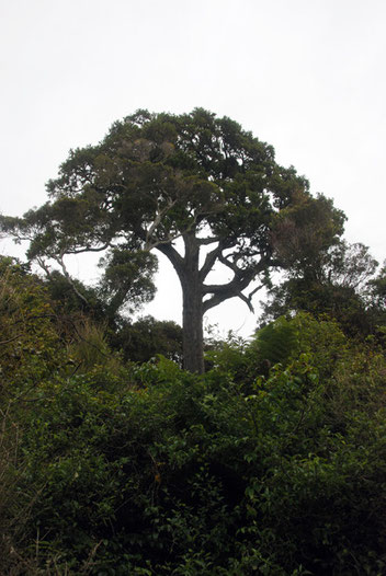 Rimu standing above the broadleaf canopy on the Rkiura Track east of Lee Bay on Stewart Island