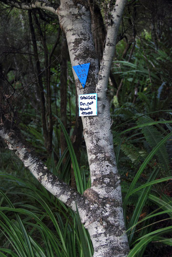 Trap marker on the Ackers Point path, Stewart Island.