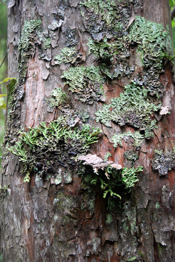 Thin Bark Totara and lichens on Ulva Island (part of the Stewart/Rakiura Islands)