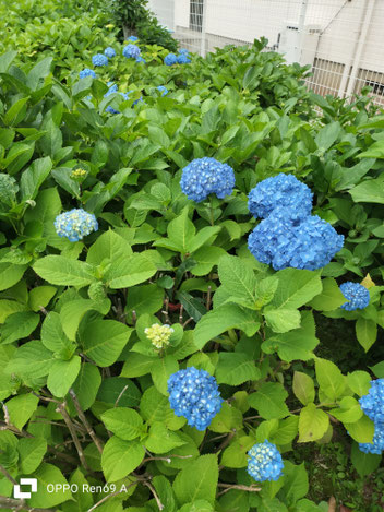 浜松市の梅雨を彩る満開のアジサイ