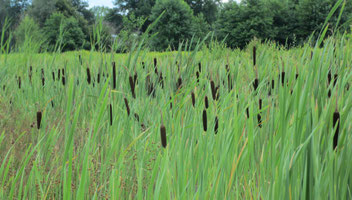 Moerastype M1. Grote lisdodde en Riet.