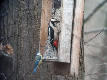 6. Januar: Blaumeise und Buntspecht in Thierhaupten