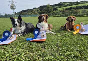 Drei Hunde liegen auf Gras mit Urkunden, blauen und gelbfarbenen Siegerschleifen sowie kleinen Geschenktüten, im Hintergrund Hügel und Bäume.
