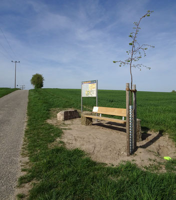 Sandstein, Linde, Bank und Infotafel am Leichensteinfeld