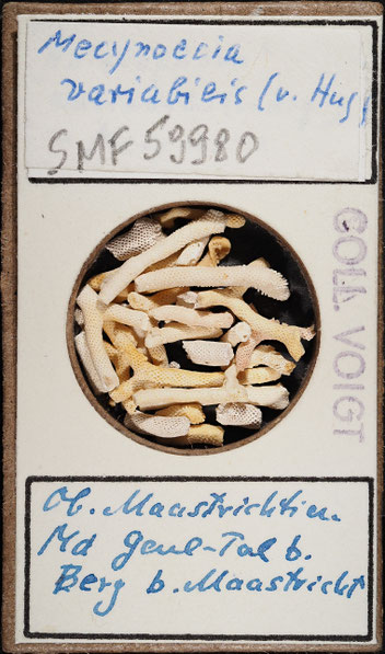 Senckenberg, Bryozoa, Bryozoen, Moostierchen, Sammlung Voigt