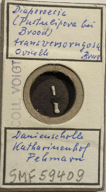 Senckenberg, Bryozoa, Bryozoen, Moostierchen, Sammlung Voigt