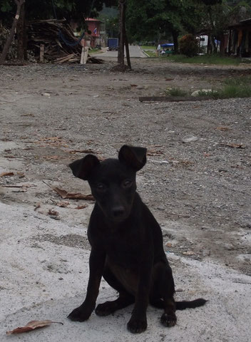 dog Villa Tunari, Bolivia, Amazon rainforest