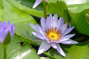 Lotusblume Seerose Natur Schönheit 