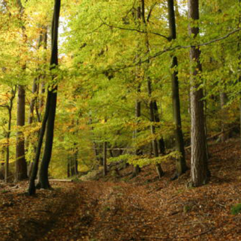 Einladender Wanderweg im Herbst in der Nähe des Gasthofs "Zum Hohen Lohr" in Battenhausen landschaftlich schön gelegen im Naturpark Kellerwald-Edersee in der nordhessischen Grimmheimat