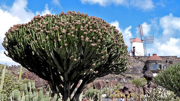 Jardin de Cactus, Euphorbia candelabrum