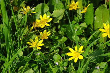 Gelbe Frühlingsblumen im grünen Gras